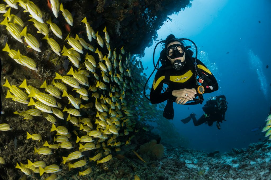 Best Komodo Dive Sites in 2027: A Diver’s Complete Guide