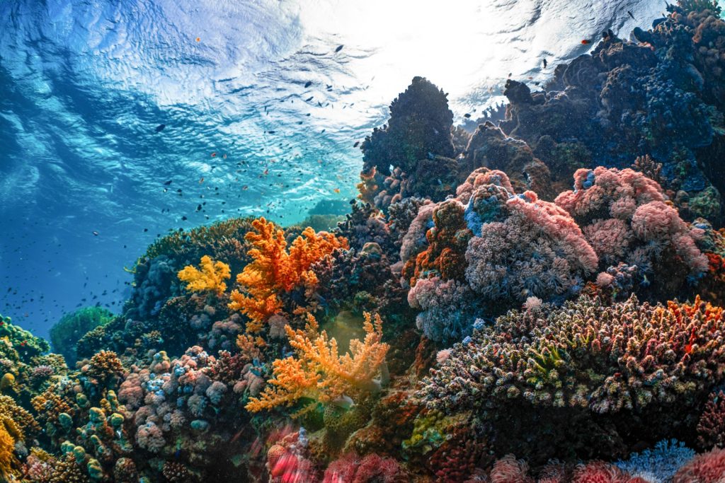 Komodo Diving Liveaboard | Scuba Dive Trips to the Best Dive Sites