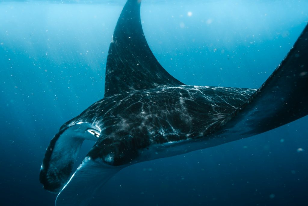 Komodo Manta Ray Season 2027: Where & When to See Mantas