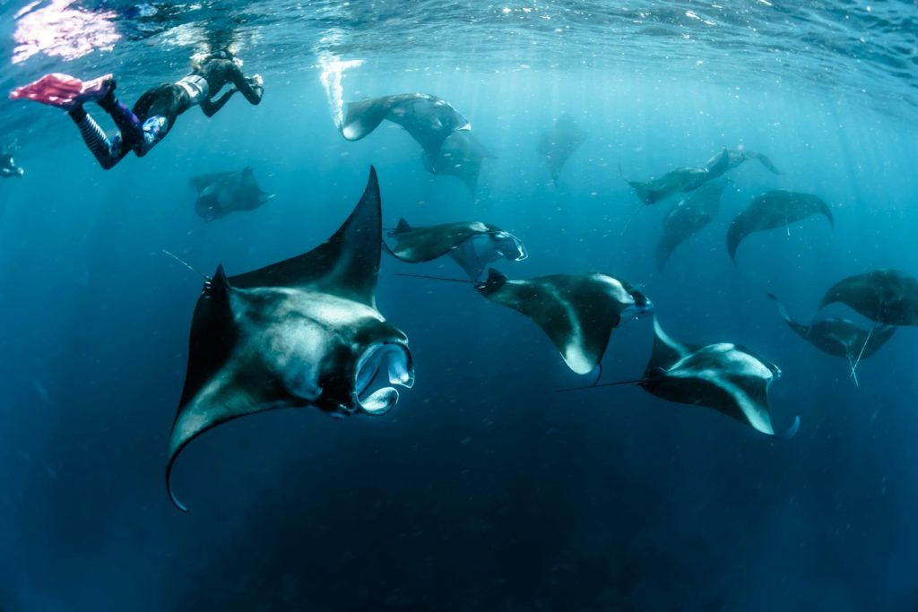Manta Point & Gili Lawa Komodo | Manta Rays, Reefs & Dive Sites