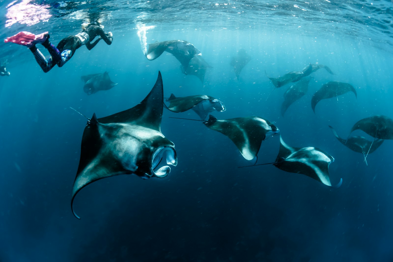 Manta Point & Gili Lawa